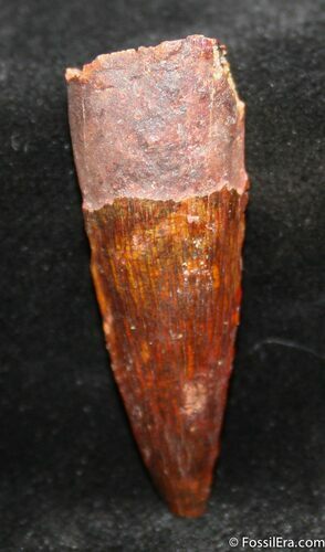 Inch Spinosaurus Tooth - Perfect Enamel #1308